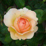 Sharon Whittaker - @shazzer3354 - Instagram