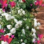 Sharon Wiesner - Facebook