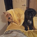Sharon Withers - @lilybell61 - Instagram