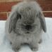 Sharon Withey - Facebook