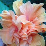 Sharon Withrow - @pupwithrow - Instagram