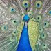 Sharon Withrow - Facebook