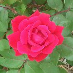 Sharon Harms-Witkowski - @switkowski59 - Instagram