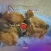 Sharon Witkowski - Facebook