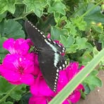 Sharon Witmer - Facebook