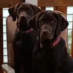 Sharon Wohl - Facebook