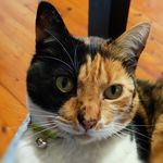 Sharon Francis-Yoshida - @s.francisyoshida - Instagram