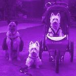 Sharon Yoshida - @yoshida7963 - Instagram
