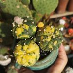 Sharon Yow - @sharon.ygt - Instagram