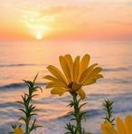 Sharona Cohen - Facebook