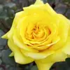 Sharoon Akhtar - @sharoon.akhtar06 - TikTok