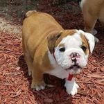Sharrell Smith - @supremebulldogsandbullies - Instagram