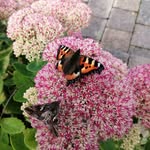 Sharon Bailey Counsellor @ Churchview Psychotherapy - @sharon_bailey_counselling - Instagram