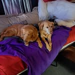 Sharron Barker - @harperscout22 - Instagram