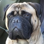 Sharon Bates Malherbe - @lagratitude_bullmastiffs - Instagram