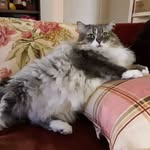 Sharon Baxter - @sharon.baxterbiggiepaws - Instagram
