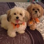 Sharon Berger - @sbizgirl - Instagram