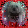 Sharon Berger - @sbizgirl - TikTok