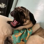 Sharon Berry Dominguez - @sha_ron_khan - Instagram