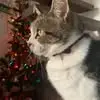 Sharron Collier - @sharron.collier - TikTok