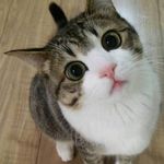 Sharon Combs - @freelancepet - Instagram