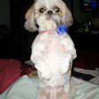 Sharon Cross Bailey - @dogmom53 - Instagram