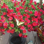 Sharron Goodwin - @goodwinsharron - Instagram
