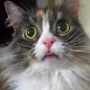 Sharon Hamilton - @sharon.hamilton4 - TikTok
