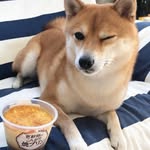 Sharon Lowry - @thoughtpet - Instagram