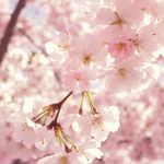 Sharon Meyer - @meyer_sharon - Instagram