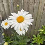 Sharon Reid - @roehamptongardens - Instagram