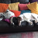 Sharon Dixon - Facebook