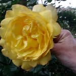 sharyn lee - @sharynlee2 - Instagram