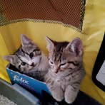 Sharon Thompson - Facebook