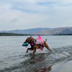 Shasta Wright 🐶 to @morgannnwrightttt - @shasta_thegolden_adventures - Instagram