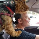 Shaun Bishop - @shaun.bishop.14 - Instagram