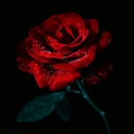 دليكي شكاو - @quashaunbuxtonbdbq - Instagram