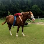 Shaun Eades - @my_horse_pix - Instagram