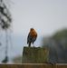 Shaun Etherington - Facebook
