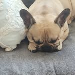 Shaun Gibbons - @shaungibbs05 - Instagram