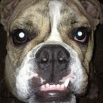 Shaun Harrop-Alllin - @shaunharropallin - Instagram