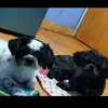Shaun Ignacio Nonato - @shaun.ignacio.non - TikTok