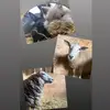 shaun,joyce,midnight,dotty💕 - @sheep_and_the_bunnies - TikTok