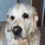 Shaun Lawrence - @shaunlawrence661 - Instagram