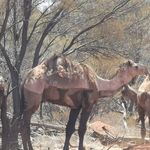 Shawn McGhee - @bowhuntrbob - Instagram