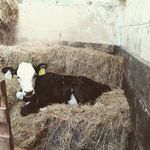 Shaun Monaghan - @shaunmonaghan11 - Instagram