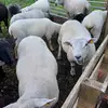 Shaun Monaghan - @shaun.monaghan0 - TikTok