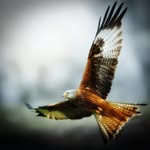 Shaun Monaghan - @shaunsta69 - Instagram