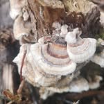 shaun morrow - @mindandbodymushrooms - Instagram