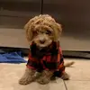 shaun.moser - @shaun.moser04 - TikTok